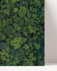 After Hover: Rainforest from above