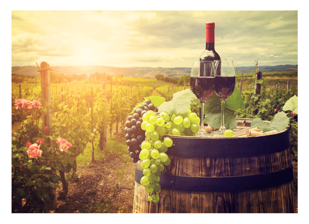 Wine tasting at sunset - vines in bloom