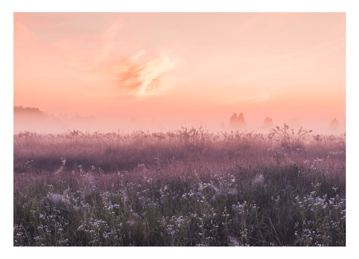 Romantische Blumenwiese