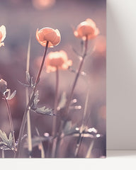 After Hover: Flowers - close-up