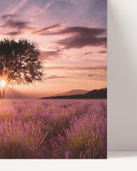 After Hover: Tree in a lilac field