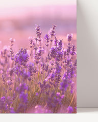 After Hover: Lilac - close-up