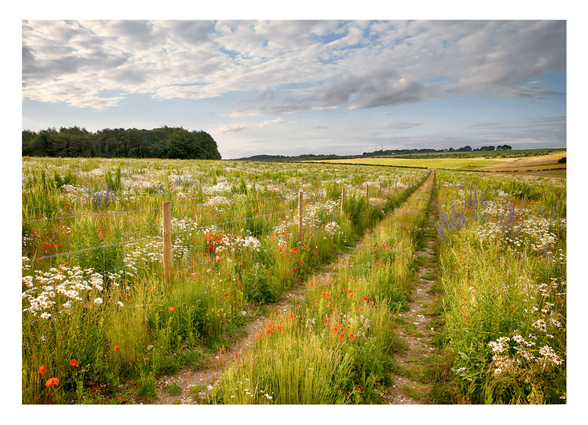 Weg auf einer Blumenwiese