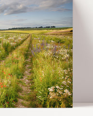 After Hover: Path across a flower meadow