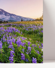 After Hover: Flower meadow in front of a mountain backdrop with purple flowers