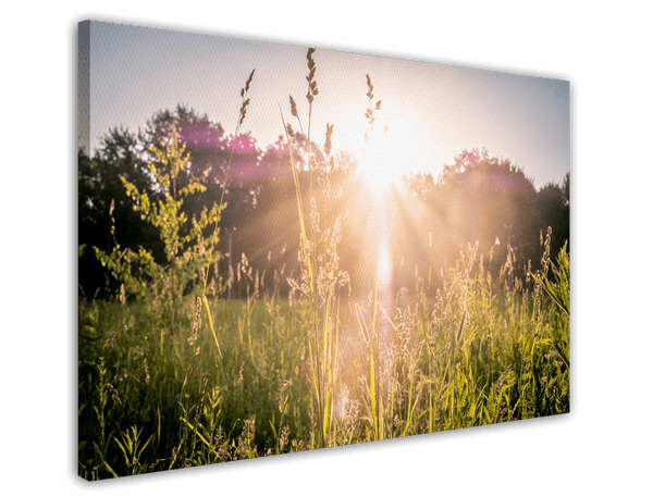 Sonnenstrahlen auf einer Wiese