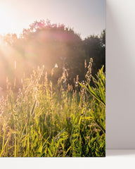 After Hover: Sunbeams on a meadow