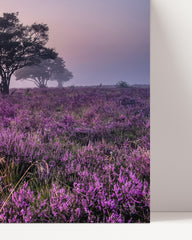 After Hover: Wild lavender field