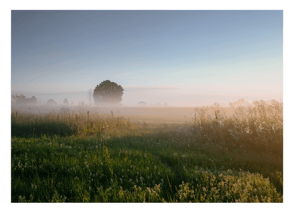 Feld im Nebel