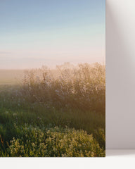 After Hover: Field in the fog
