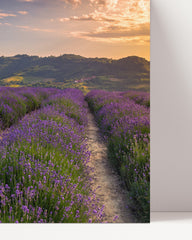 After Hover: Lavender field