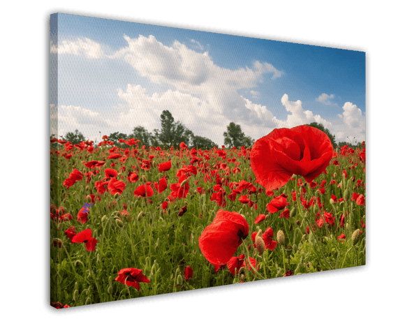 Mohnblumen-Wiese