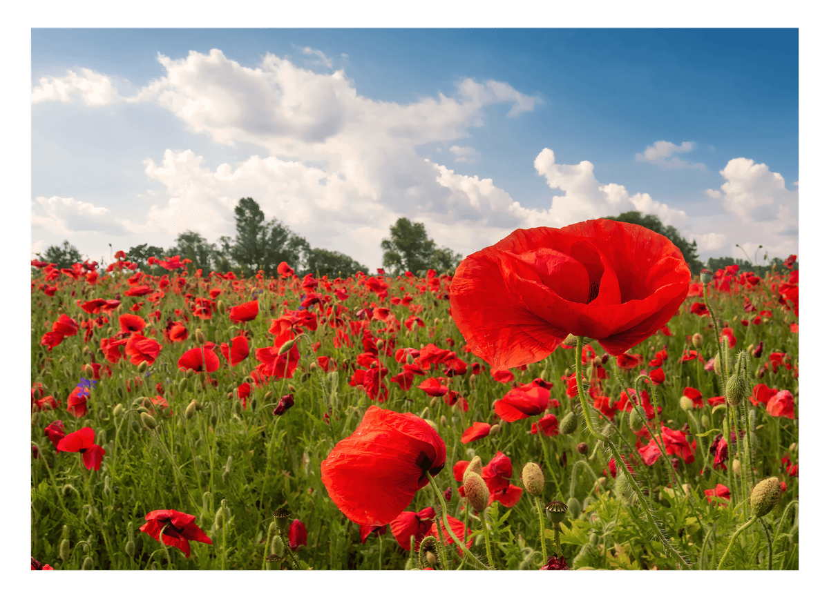 Mohnblumen-Wiese