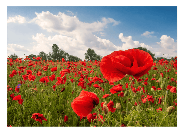 Mohnblumen-Wiese