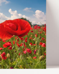 After Hover: Poppy meadow