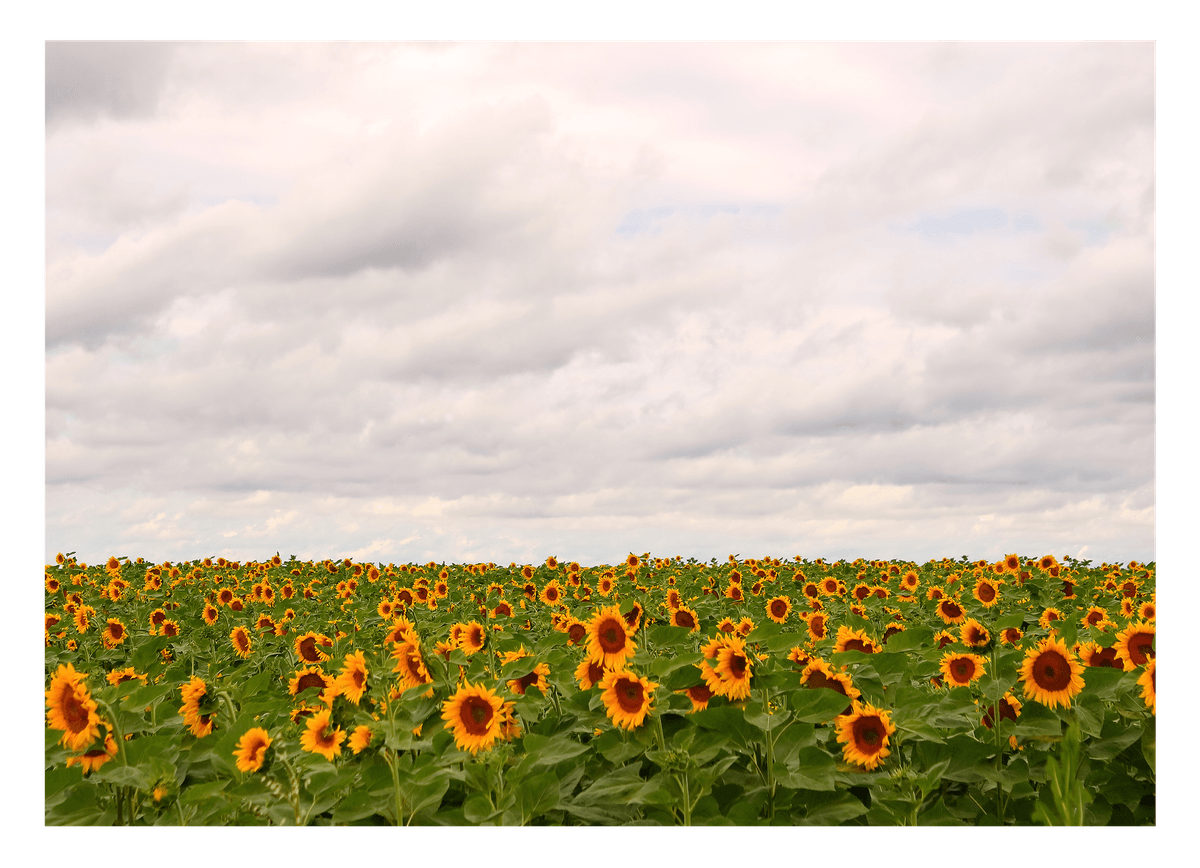 Sonnenblumen-Wiese