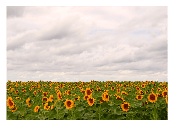 Sonnenblumen-Wiese