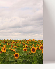 After Hover: Sunflower meadow