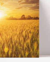 After Hover: Wheat field