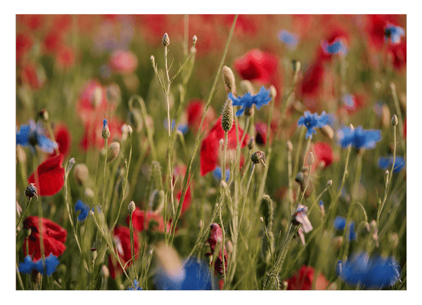 Blumenwiese