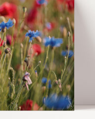 After Hover: Flower meadow