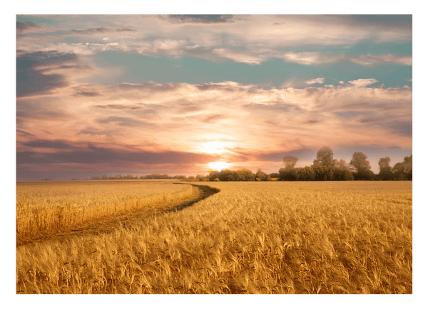 Sommer-Feld
