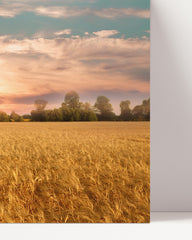 After Hover: Summer field