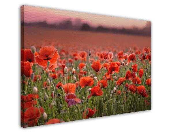 Mohnblumen