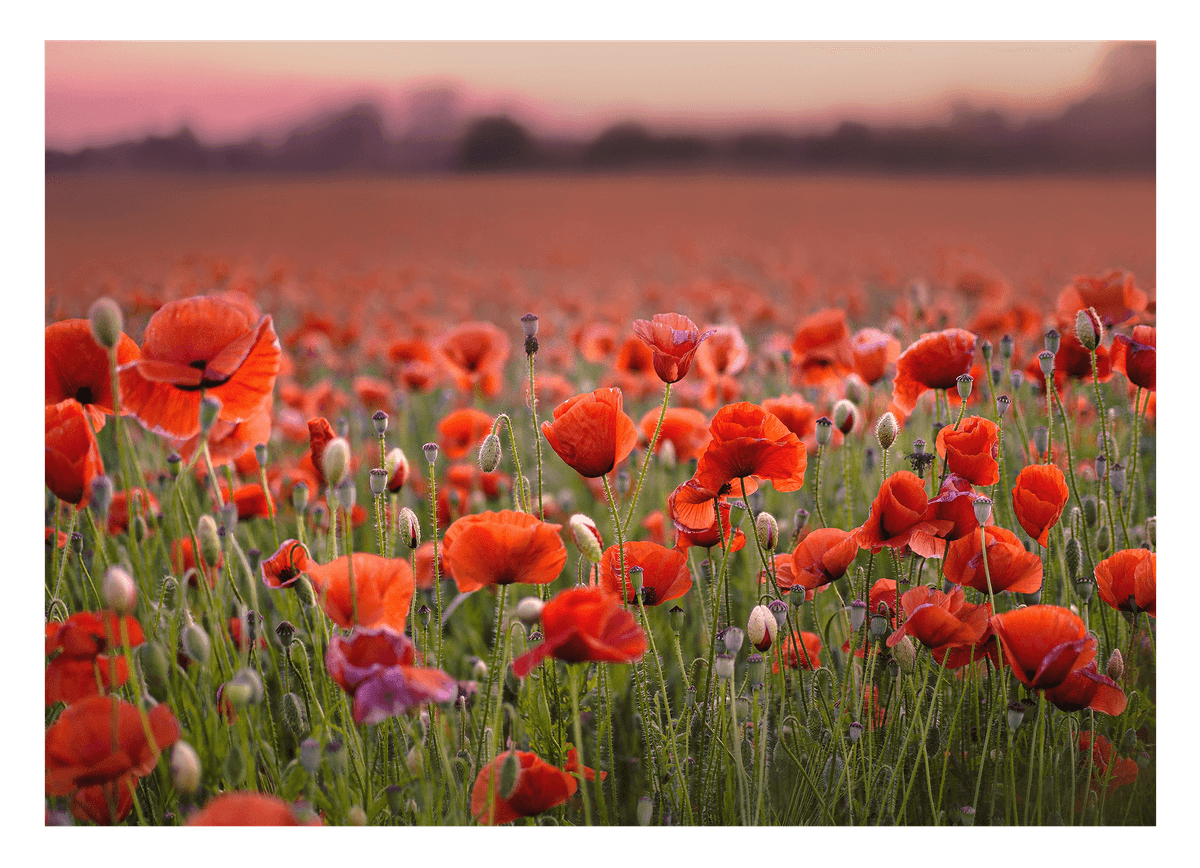 Mohnblumen