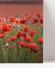 After Hover: poppies