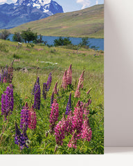 After Hover: Mountain meadow with flowers