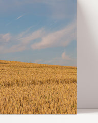 After Hover: Harvested field