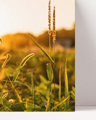 After Hover: Grasses - close-up