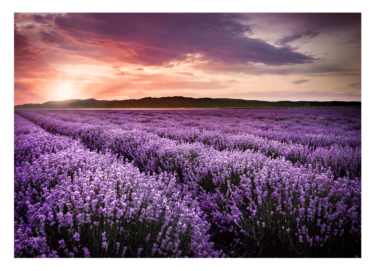 Lavendelfeld im Sonnenuntergang - Natur Fotografie