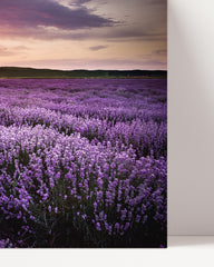 After Hover: Lavender field at sunset - nature photography