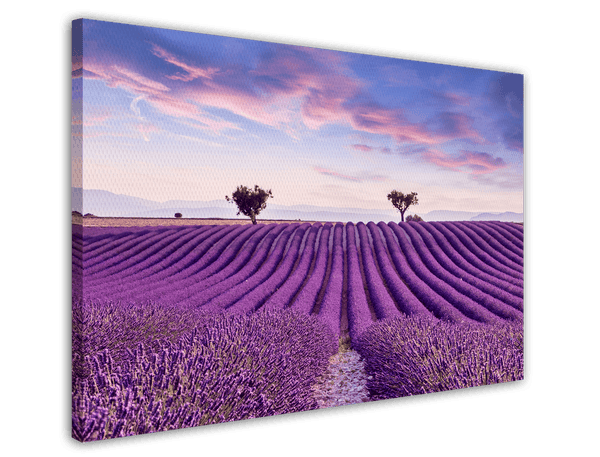 Lavendelfeld mit zwei Bäumen - Natur Fotografie in Fliedertönen