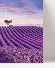 After Hover: Lavender field with two trees - nature photography in lilac tones