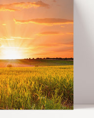After Hover: Sunset in the field