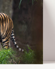 After Hover: tiger