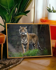 After Hover: Tiger