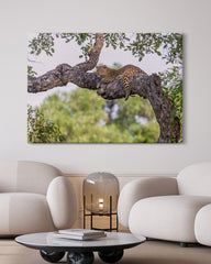 After Hover: Leopard auf einem Baum