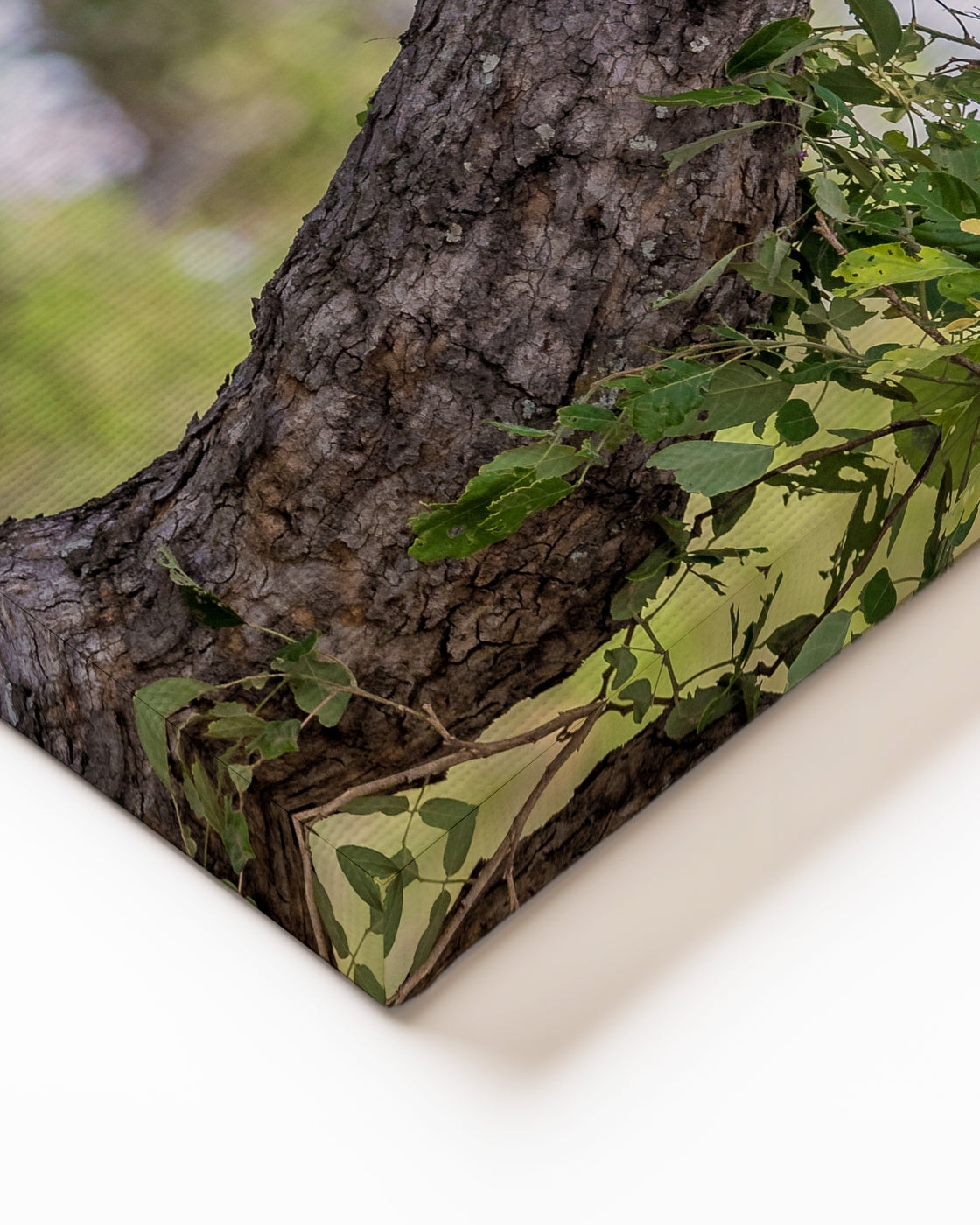 stretched-canvas