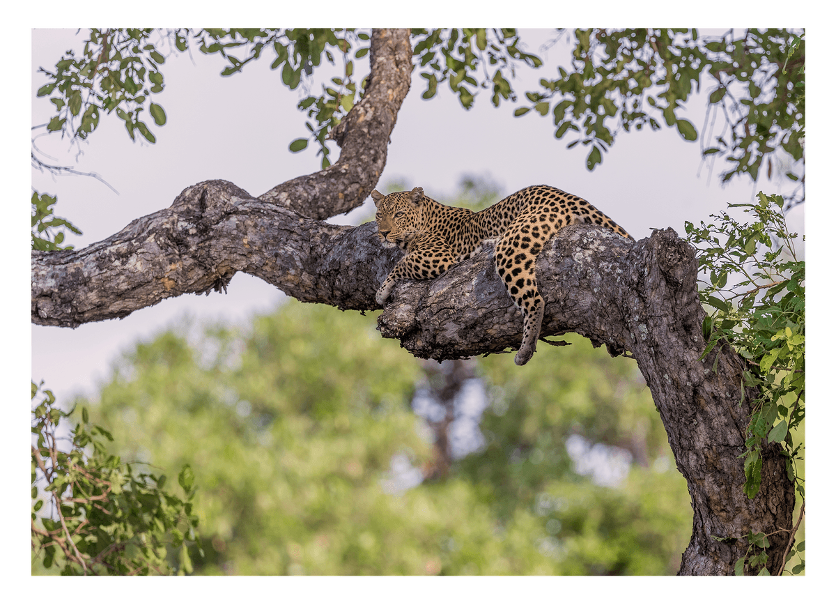 Leopard auf einem Baum