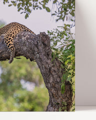 After Hover: Leopard in a tree