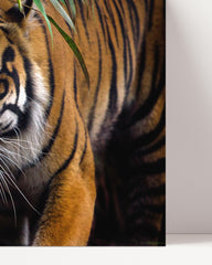 After Hover: tiger