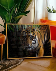 After Hover: Tiger