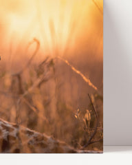 After Hover: Leopard in the African savanna