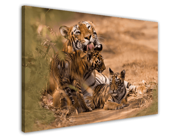 Tiger-Familie