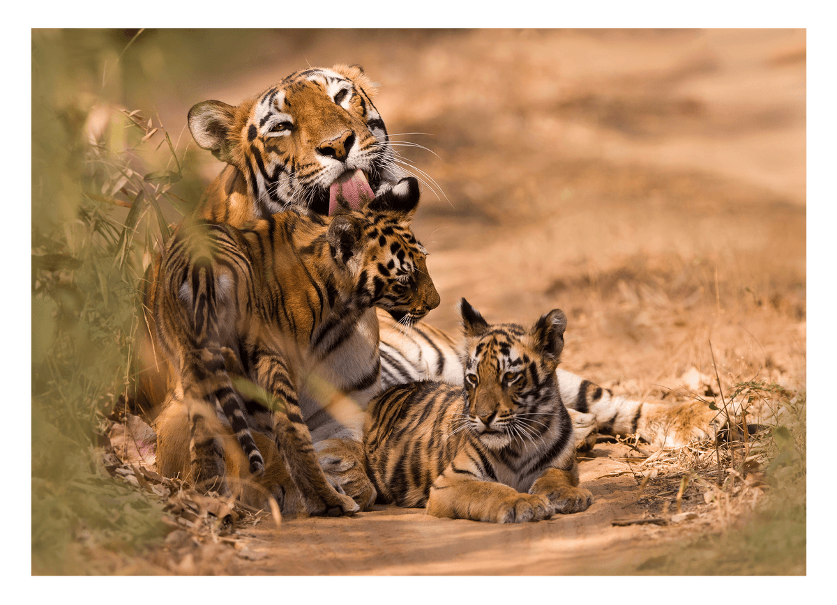 Tiger family