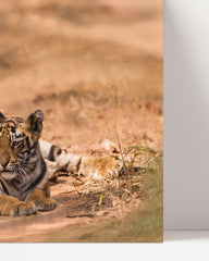 After Hover: Tiger family